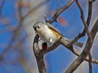 Tufted Titmouse